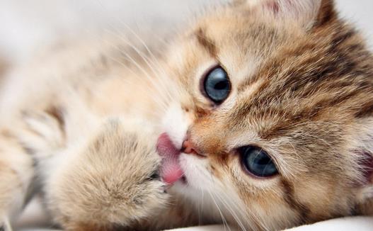 �����߲�����ǣ�è���γ���ʲô��