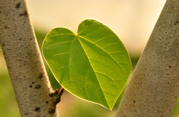 ������òⶨ��