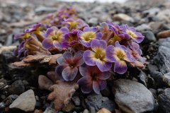 ��״ֲ�������������