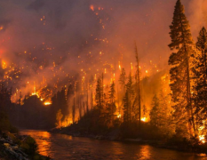 JD-SLQXɭ������վ�������ֻ�