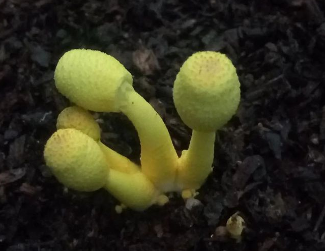 ����׽����