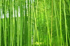 ֲ�����Ҫ����������